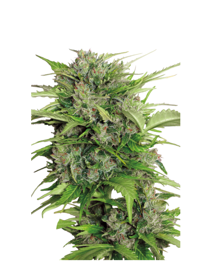 Produkt_Bunte Blüte AK47 x Blueberry Auto-Flowering, Sorte: AK47 x Blueberry_, 3 image_Cannadusa_Marktplatz_Kaufen